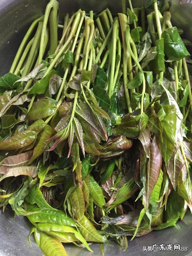 一日三餐创意美食,分享一下你的盘中美餐可好?