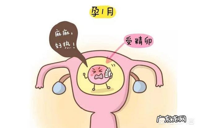 胎儿体重约97g±14g,四个月的话算正常吗?