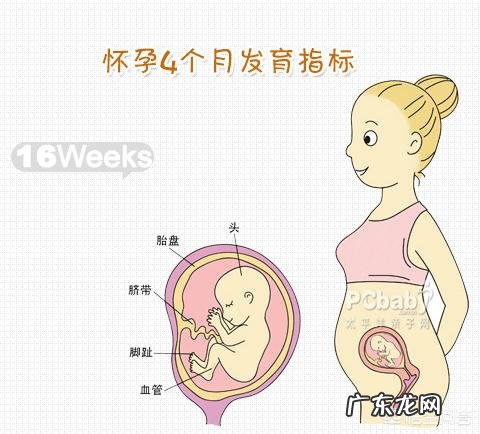 胎儿体重约97g±14g,四个月的话算正常吗?