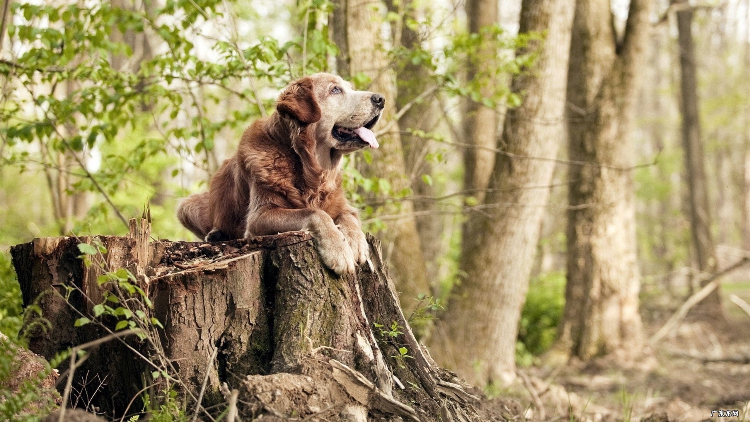 明天11月18号大盘会涨吗?