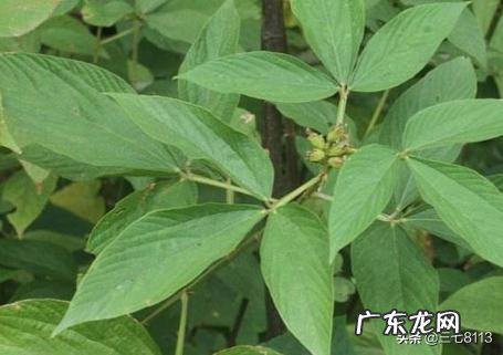 千斤拔的功效与作用是什么,适应什么地方种植?