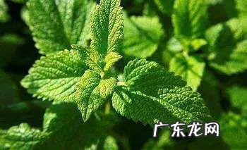 千斤拔的功效与作用是什么,适应什么地方种植?