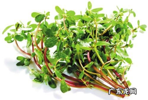 赶黄草的功效与作用是什么？ 赶黄草的价格