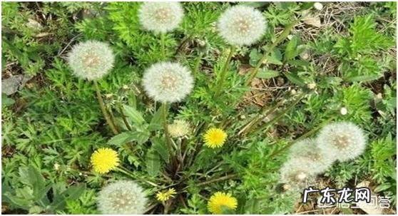 赶黄草的功效与作用是什么? 赶黄草的价格