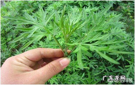 赶黄草的功效与作用是什么? 赶黄草的价格