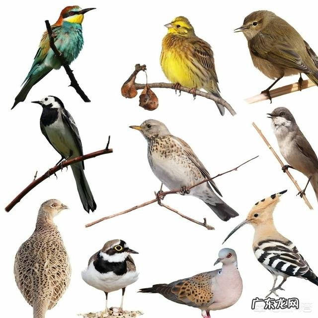 人的力气大于狗为什么有时候会打不过狗? 为什么人老打不过狗