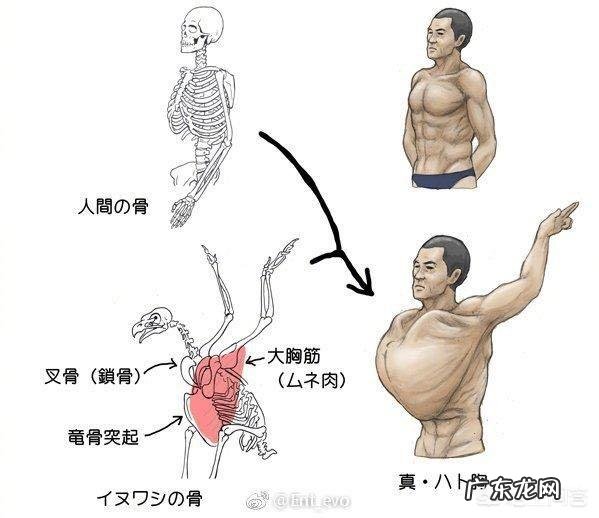 人的力气大于狗为什么有时候会打不过狗? 为什么人老打不过狗