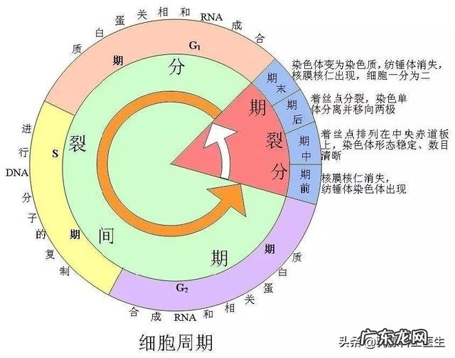 环磷酰胺是一种什么样的神药，他能够zhi癌症？