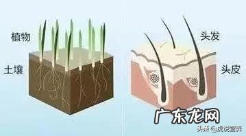 喝香蕉加红糖水真的能黑发吗 香蕉和红糖一起吃能使白发变黑吗？