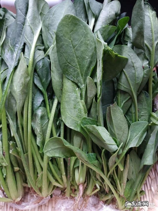 凉拌菠菜胡萝卜粉丝 菠菜和胡萝卜能一起凉拌吗？