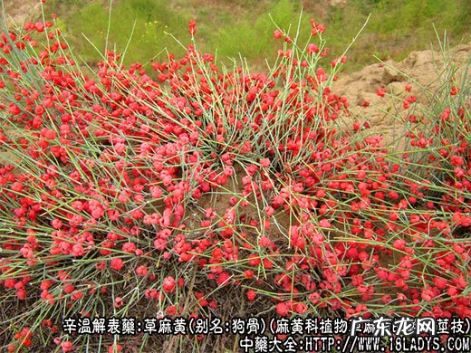 麻黄图片_麻黄的功效与作用