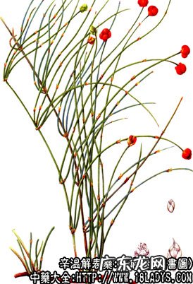 麻黄图片_麻黄的功效与作用