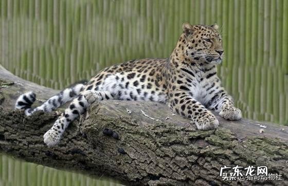 波斯豹与索马里雌狮谁厉害?