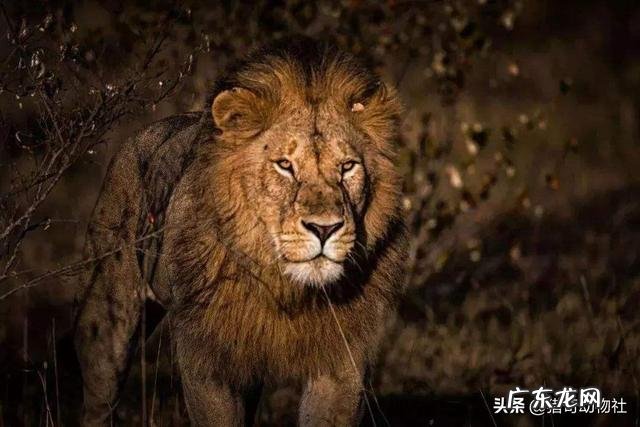 波斯豹与索马里雌狮谁厉害?