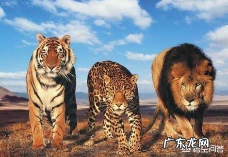 波斯豹与索马里雌狮谁厉害?