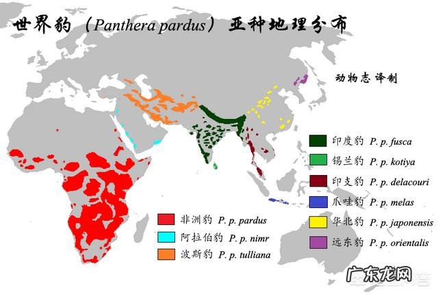波斯豹与索马里雌狮谁厉害?