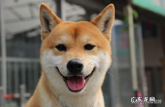 柴犬鉴别如何真假，如何挑选纯种柴犬？