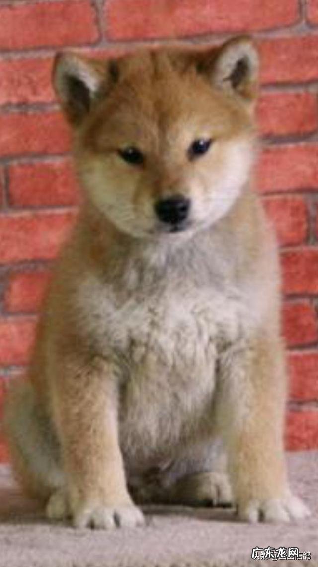 柴犬鉴别如何真假，如何挑选纯种柴犬？