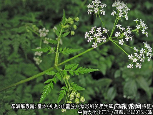 藁本图片_藁本的功效与作用