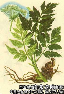 藁本图片_藁本的功效与作用