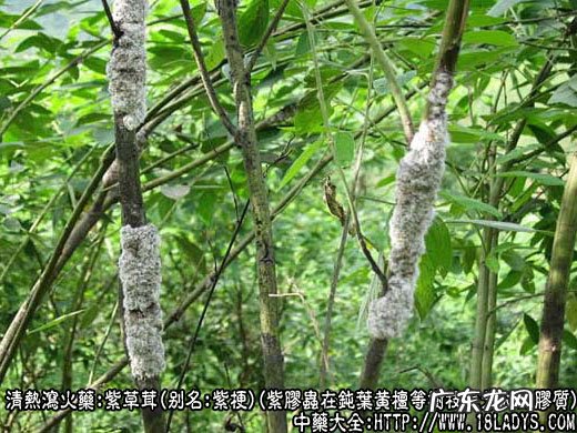 紫草茸图片_紫草茸的功效与作用