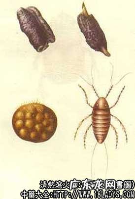 紫草茸图片_紫草茸的功效与作用