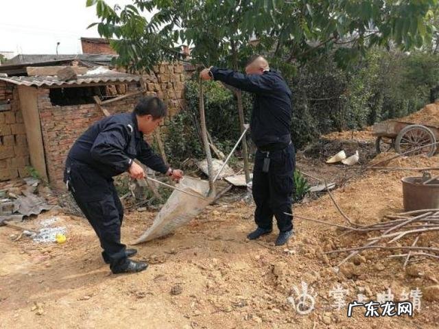 曲靖有个农户家里有条黑眉锦蛇,五年里反复出现,是怎么回事