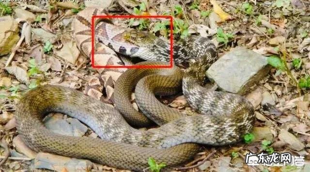 曲靖有个农户家里有条黑眉锦蛇,五年里反复出现,是怎么回事