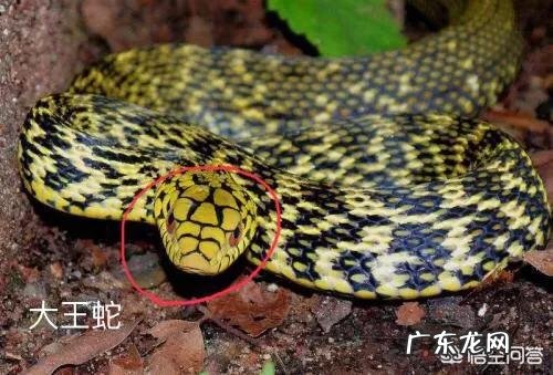 曲靖有个农户家里有条黑眉锦蛇,五年里反复出现,是怎么回事