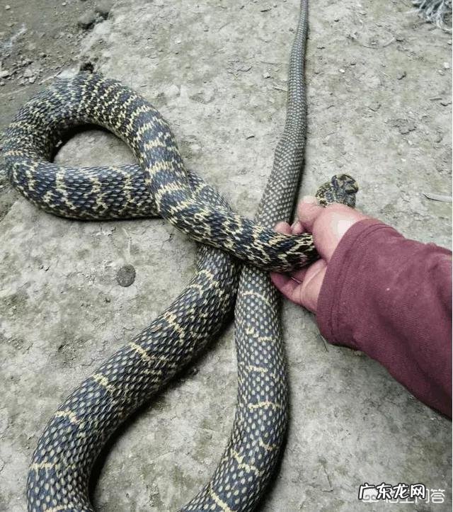 曲靖有个农户家里有条黑眉锦蛇,五年里反复出现,是怎么回事