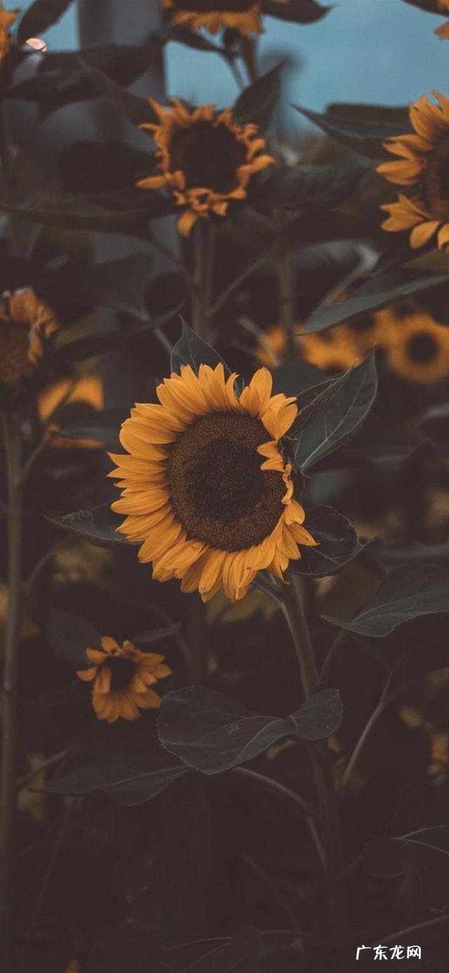 近期你们听过最元气满满的句子是什么?