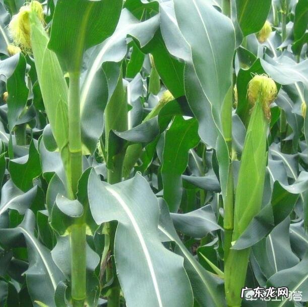 成龙、李连杰、甄子丹、吴京,这四位谁更能打?