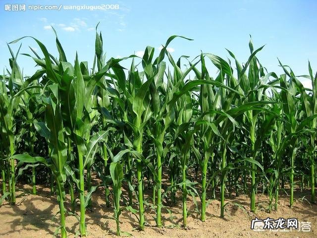 成龙、李连杰、甄子丹、吴京,这四位谁更能打?