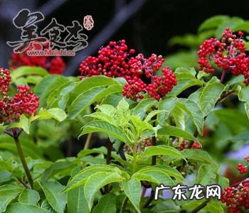 吃什么增强免疫力？汤臣倍健蛋白粉怎么样？