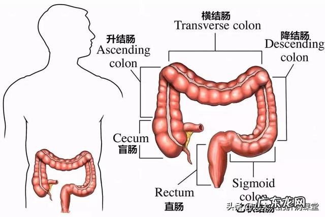 夜晚经常排便正常吗？原因是什么？