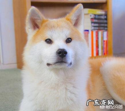 秋田犬怎么样?幼犬大概什么价格?