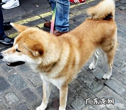 秋田犬怎么样?幼犬大概什么价格?