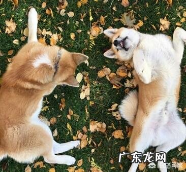 秋田犬怎么样?幼犬大概什么价格?