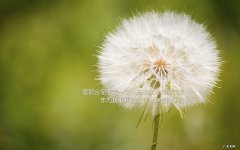 有听说过用鱼腥草减肥的吗？