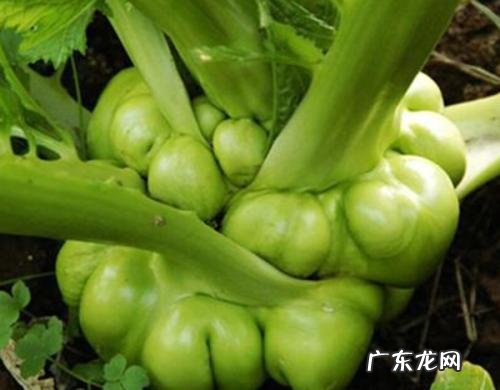 四川人为什么会喜欢麻辣食物