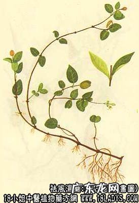 络石藤图片_络石藤的功效与作用