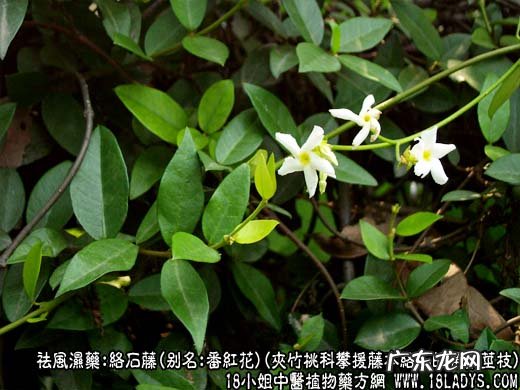 络石藤图片_络石藤的功效与作用