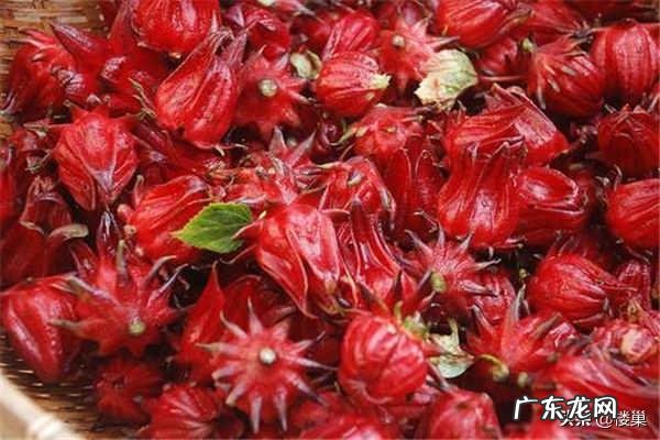 玫瑰花的最佳搭配是什么?