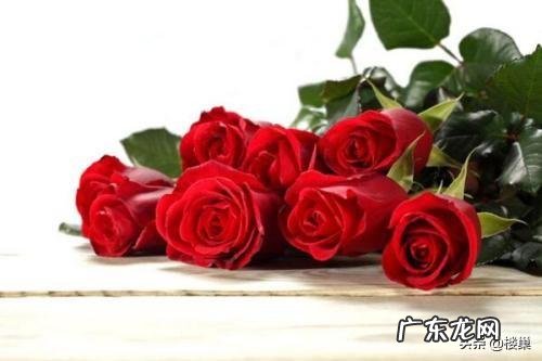 玫瑰花的最佳搭配是什么?