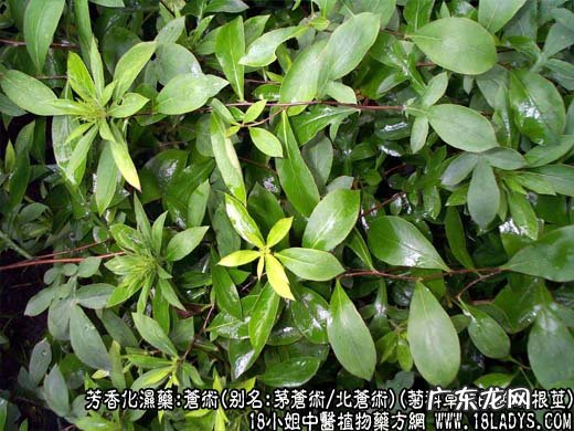 苍术图片_苍术的功效与作用