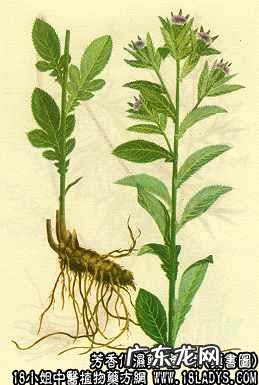 苍术图片_苍术的功效与作用