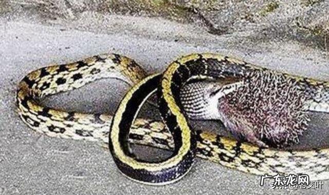 农村老人说野外的刺猬是蛇的天敌,刺猬能够打得过蛇吗