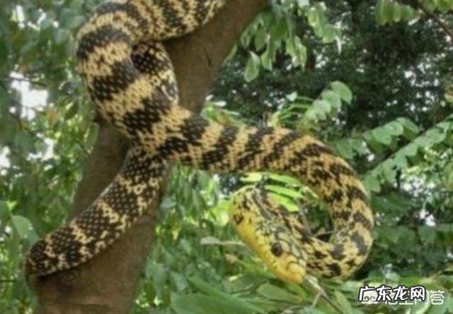 农村老人说野外的刺猬是蛇的天敌,刺猬能够打得过蛇吗