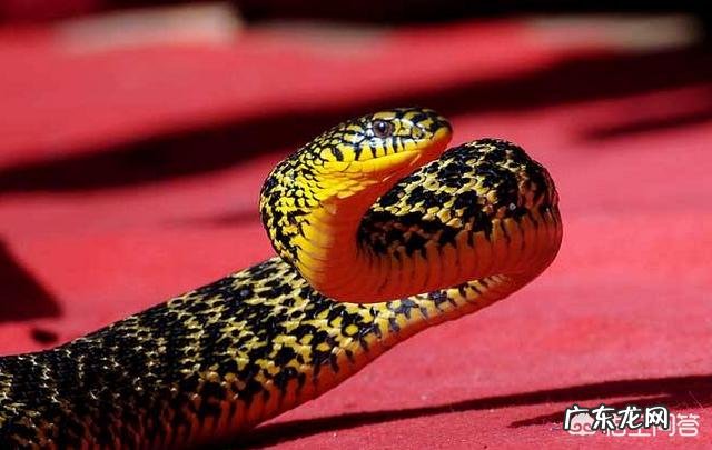 农村老人说野外的刺猬是蛇的天敌,刺猬能够打得过蛇吗