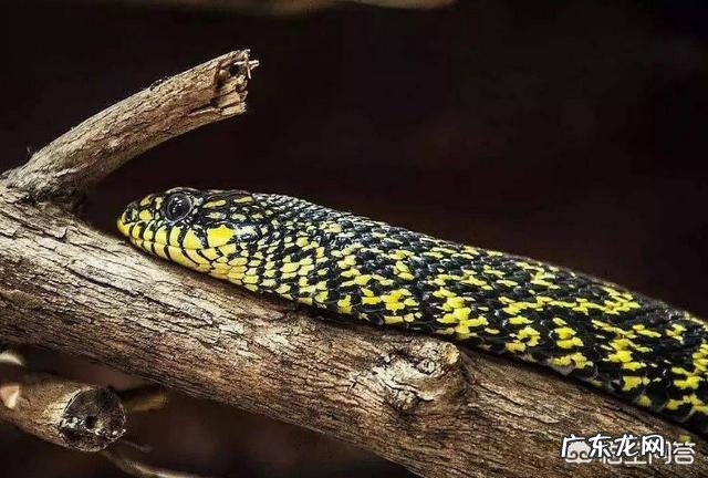 农村老人说野外的刺猬是蛇的天敌,刺猬能够打得过蛇吗